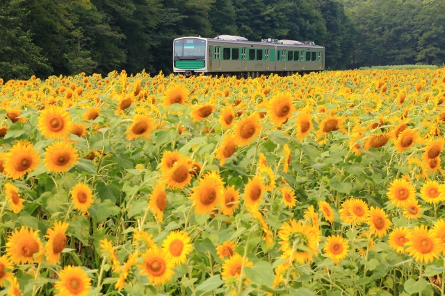 烏山線運休情報