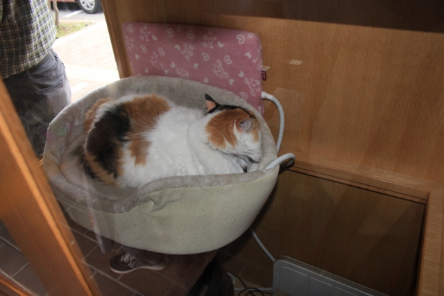 たま駅長（先代）