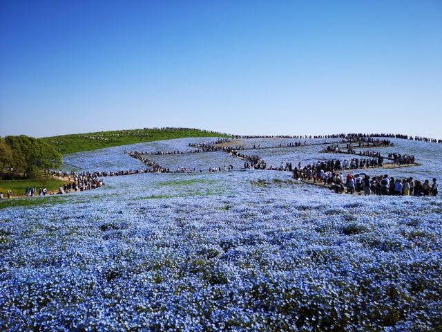 ひたち海浜公園のネモフィラ
