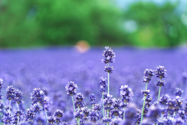 ファーム富田のラベンダー