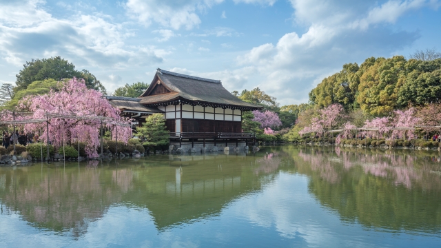 京都 平安神宮 桜