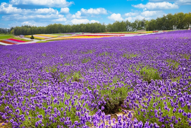 北海道、富良野のラベンダー畑