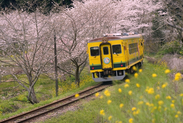 桜のトンネルを駆け抜けるいすみ鉄道