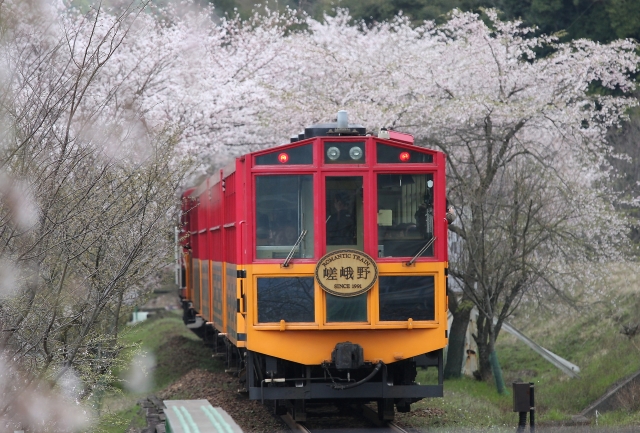桜の季節の嵯峨野観光鉄道