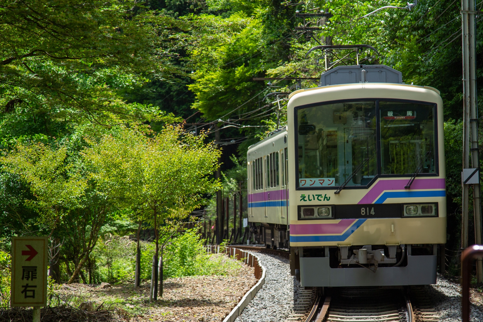 叡電鉄道-電車と新緑のもみじ