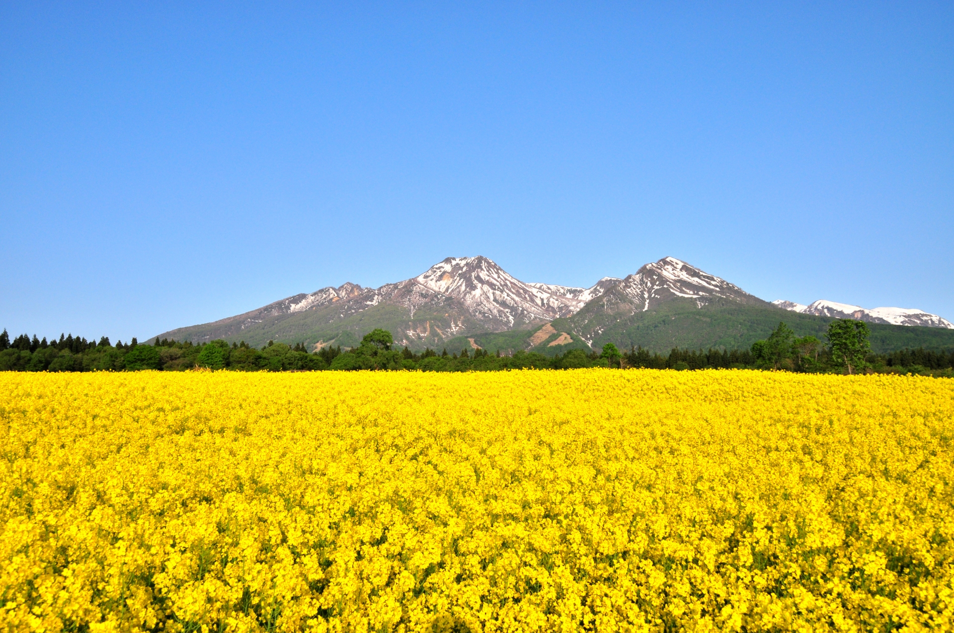 広大な菜の花畑と妙高山