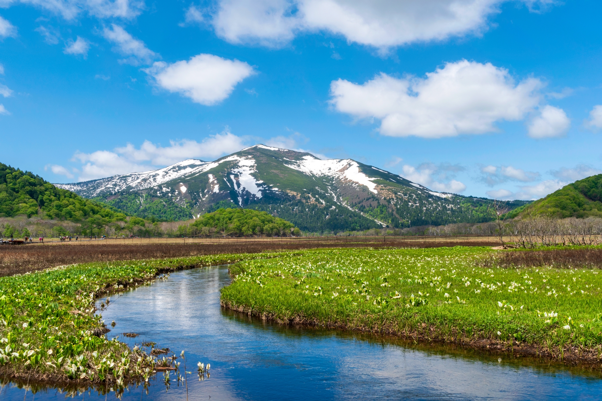 晴天の尾瀬　水芭蕉と至仏山