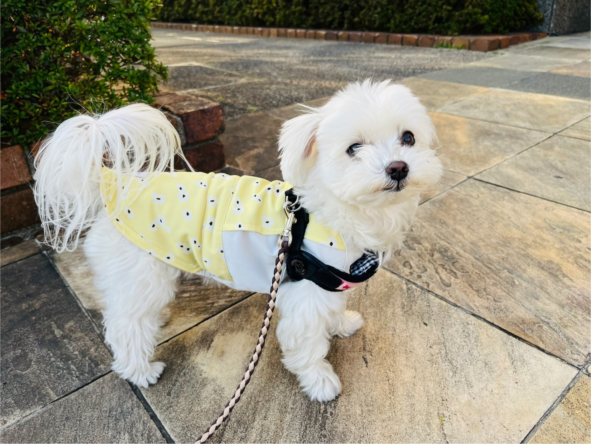 白くてかわいい犬