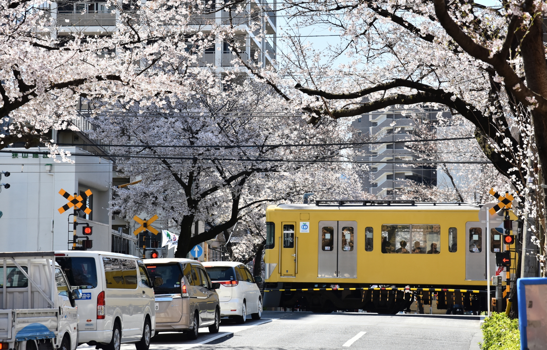西武線と桜並木 新井薬師前駅付近