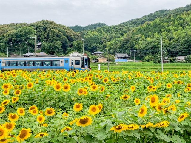 ひまわり畑と特急「南風」