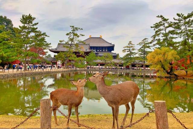 奈良公園の鹿