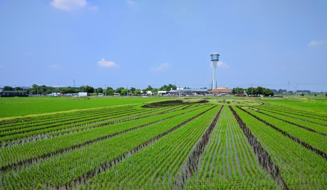 田んぼアート