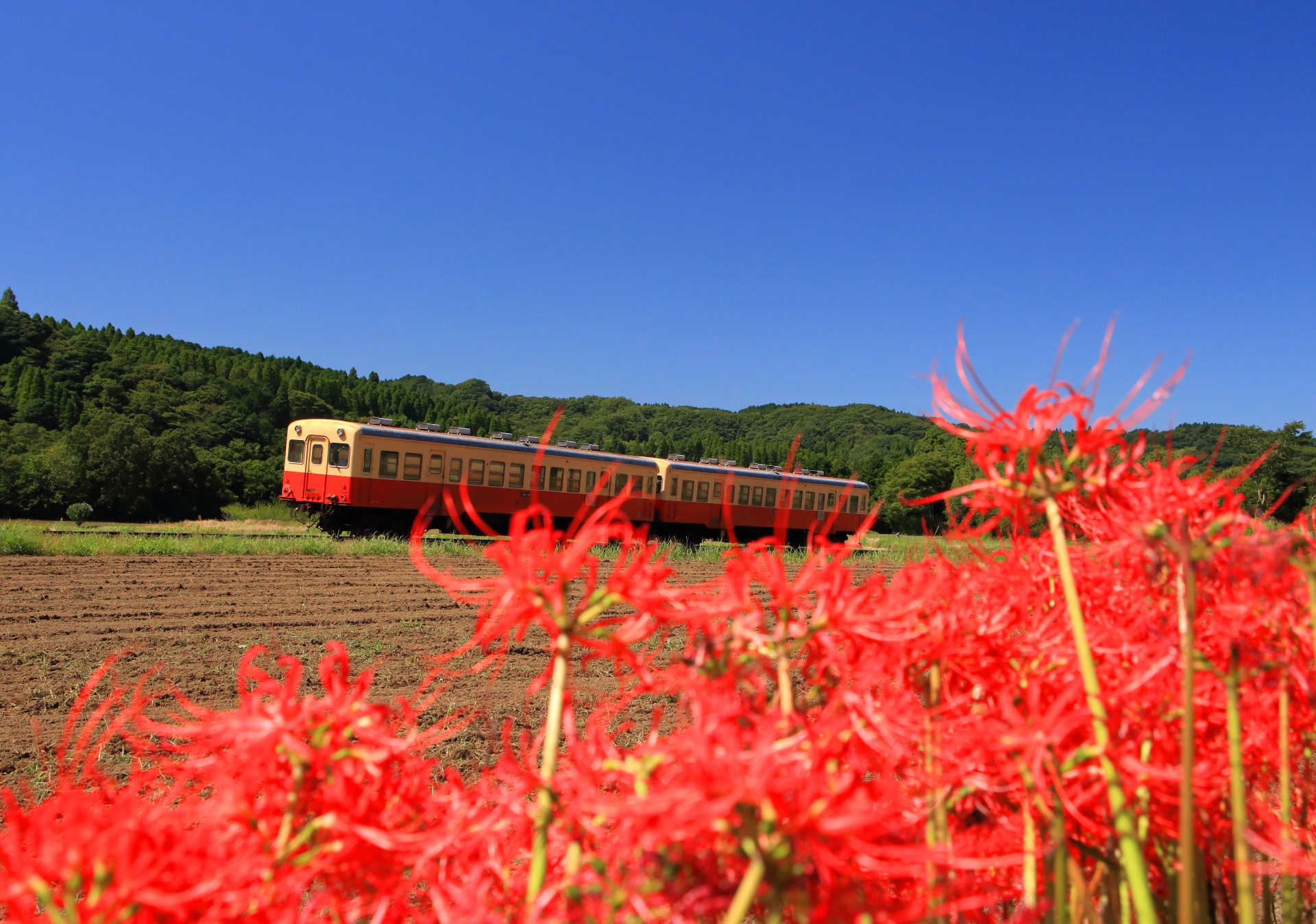 小湊鉄道と彼岸花