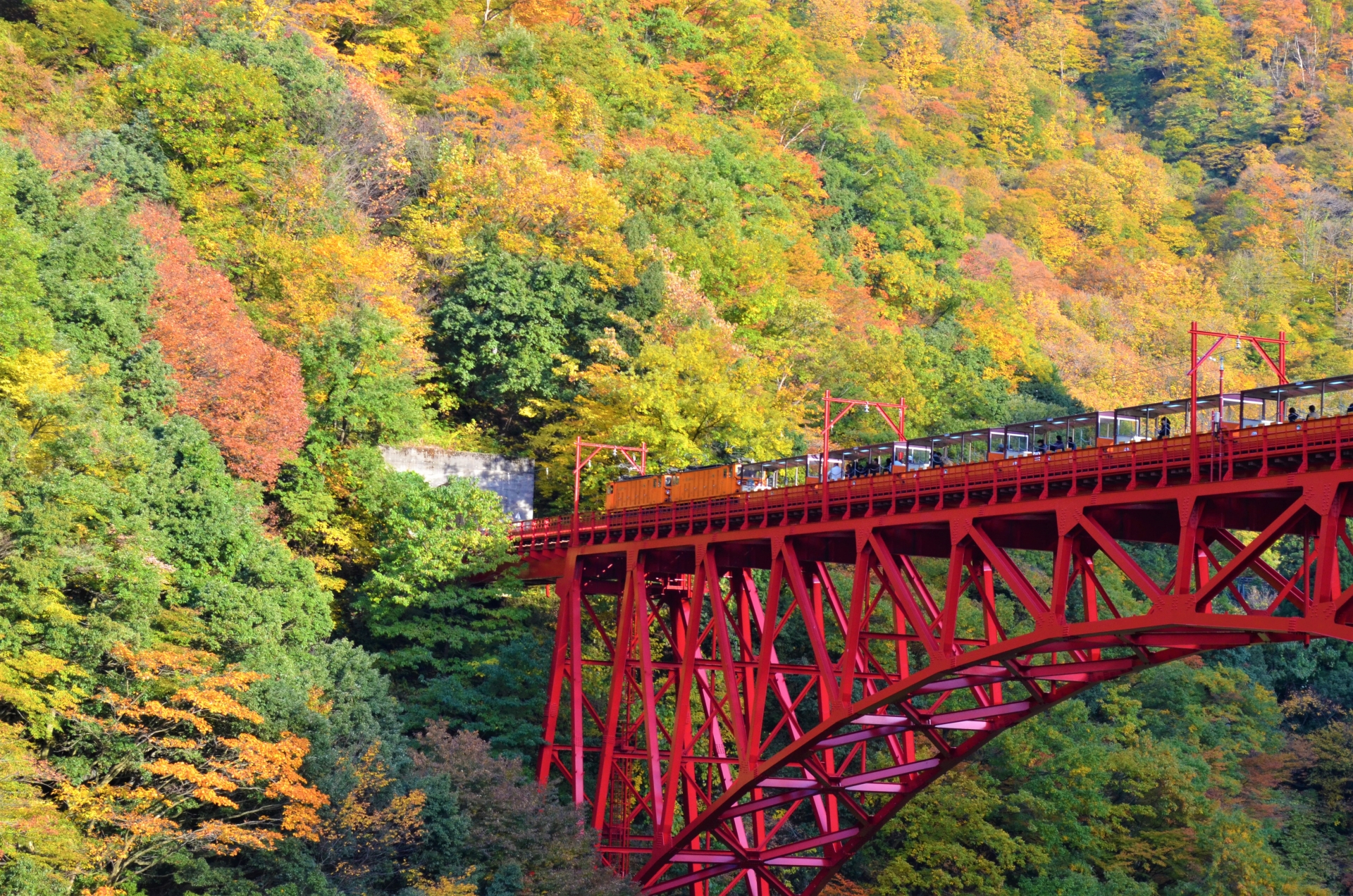 紅葉とトロッコ列車