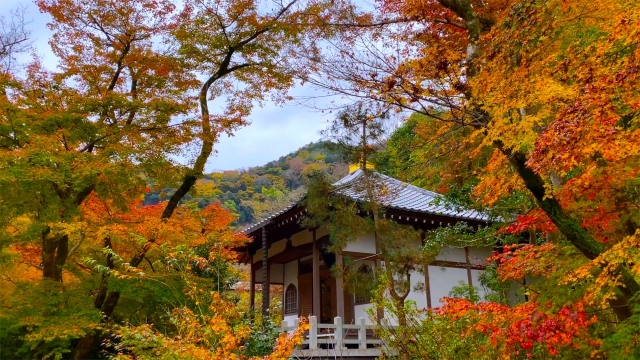 秋の京都・嵐山　天龍寺塔頭「宝厳院」の「獅子吼の庭」